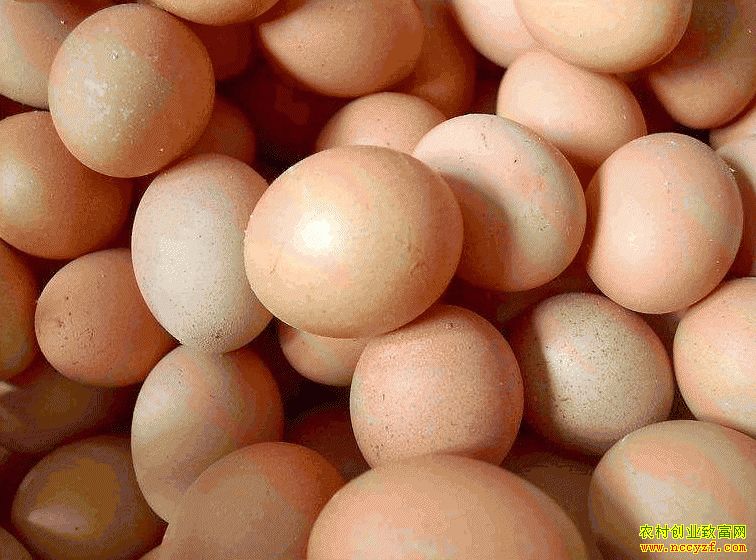 肇東雞蛋價格最新動態(tài)，跟隨自然腳步，重拾內(nèi)心寧靜與平和的探索之旅