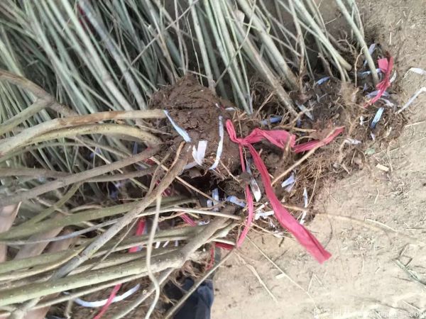 連翅最新價(jià)格深度解析，歷史背景、重要事件與地位探討