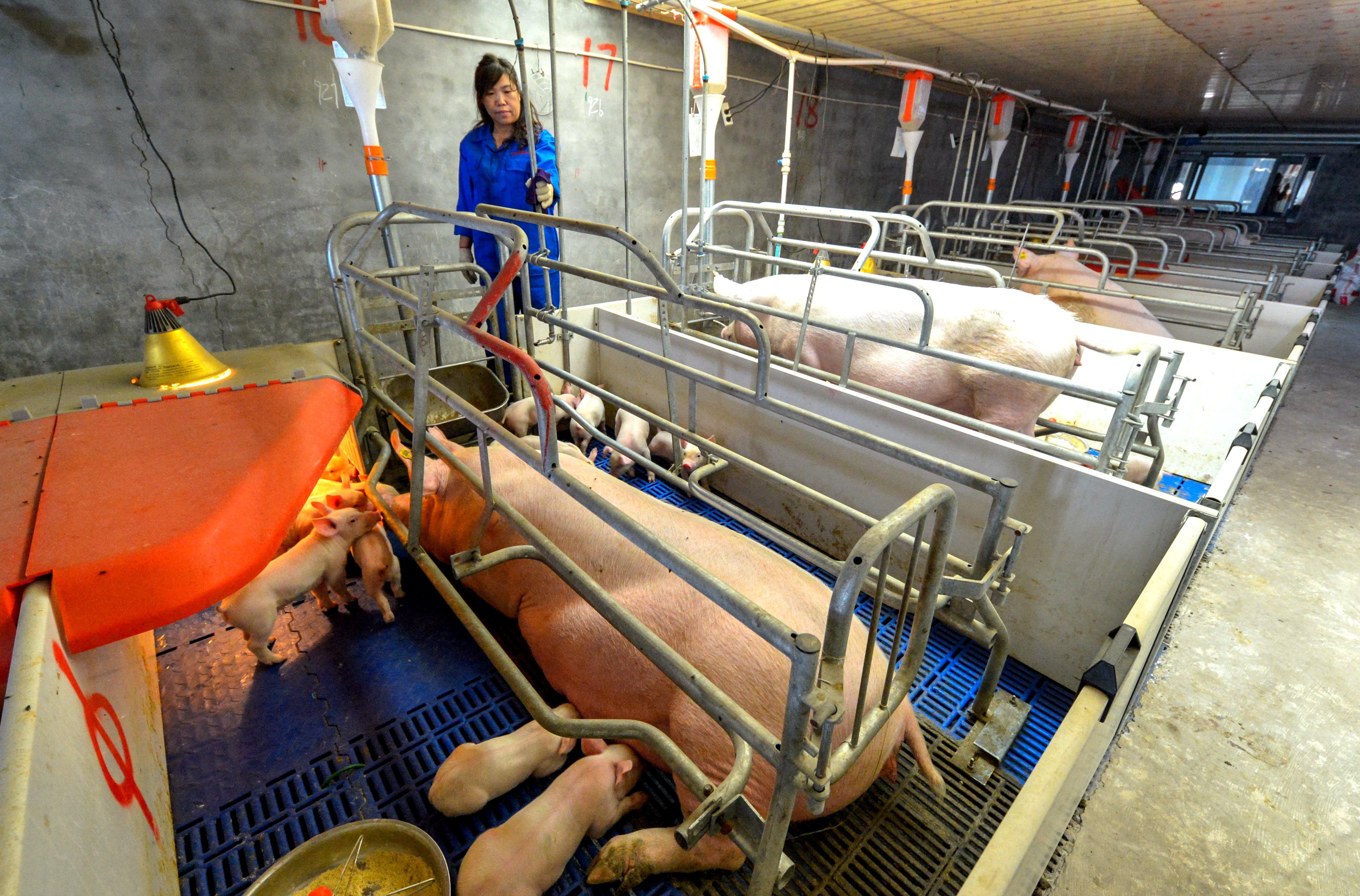 河北仔豬最新價(jià)格揭秘，小巷中的寶藏探索