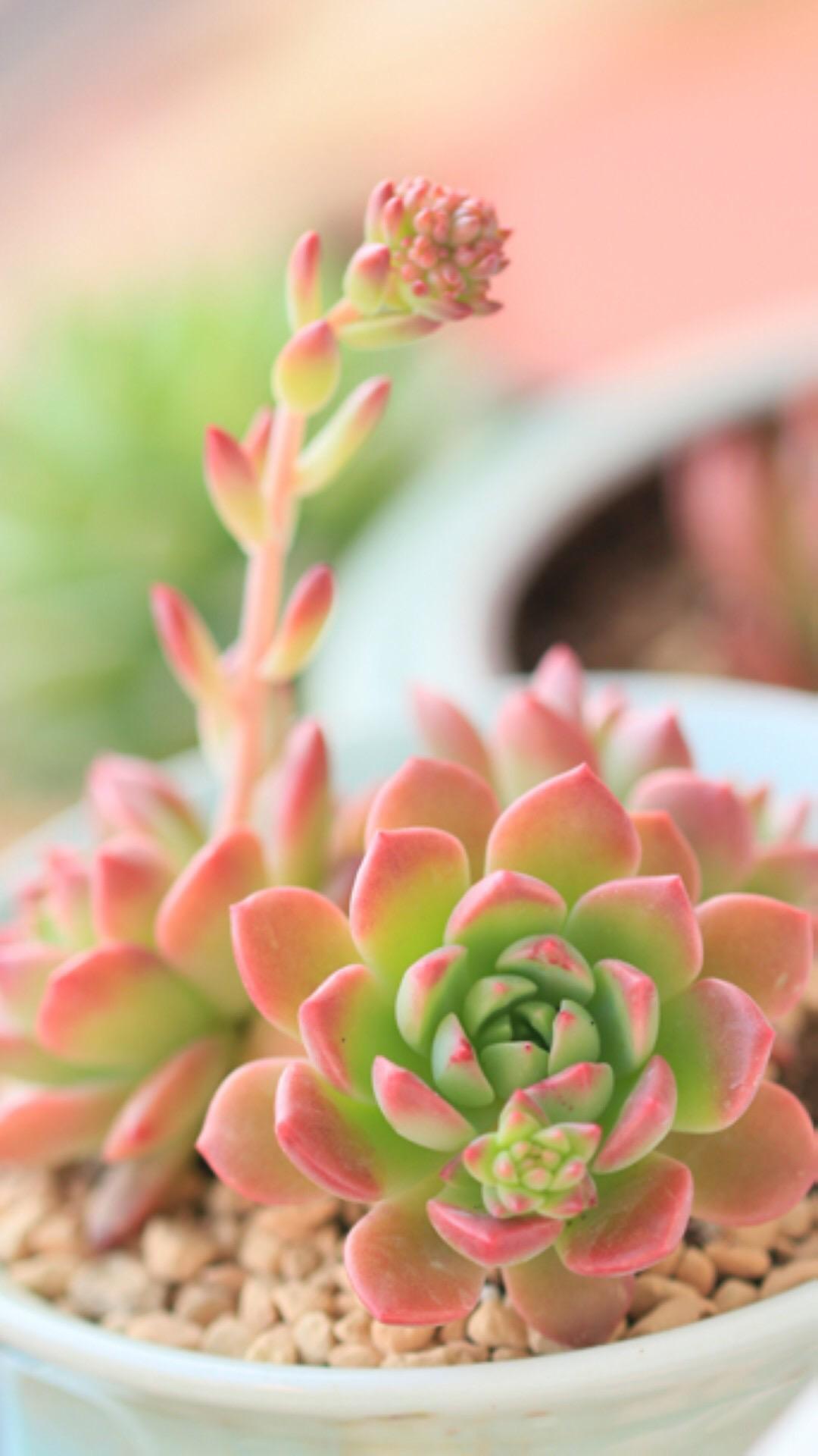 最新多肉植物，獨特的植物美學觀點探討