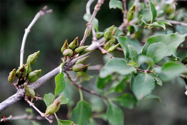 連翹最新價(jià)格走勢(shì)，機(jī)遇中的自信力量與自我成長(zhǎng)展望