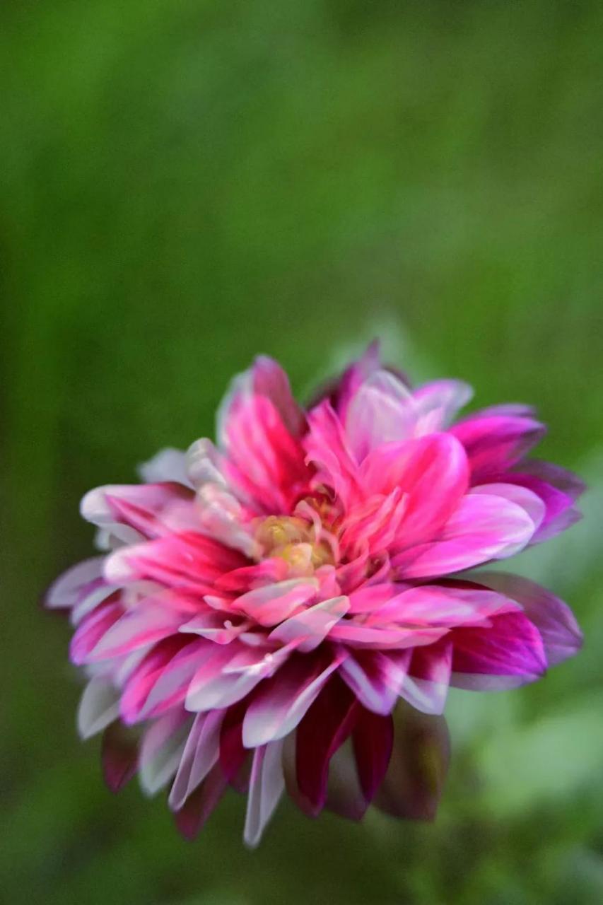 最新花舞，綻放的藝術(shù)之美欣賞