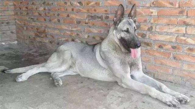 日本最新動態(tài)，溫馨日常趣事與最新情報(bào)分享