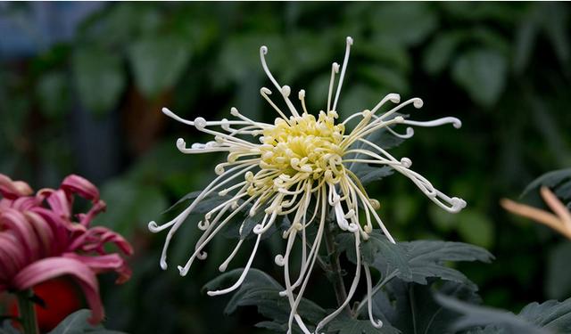 摧花最新配方揭秘，綻放美麗新篇章