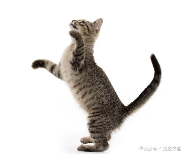 貓咪最新跳轉(zhuǎn)，尋找內(nèi)心平靜的奇妙冒險(xiǎn)之旅