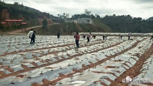 信宜最新肺炎，理解、應對與關愛