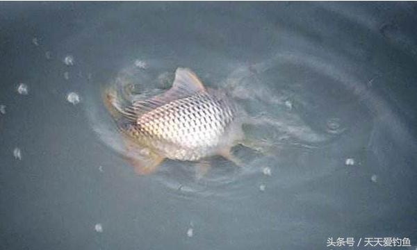 最新逗釣步驟指南，從入門到精通的釣魚技巧分享