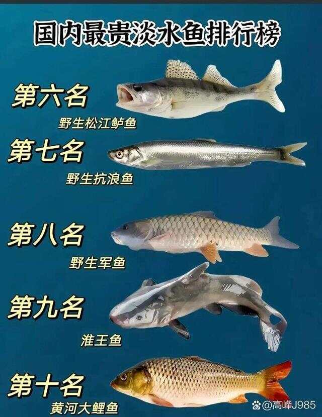 青魚國產(chǎn)最新論述，探索與解析