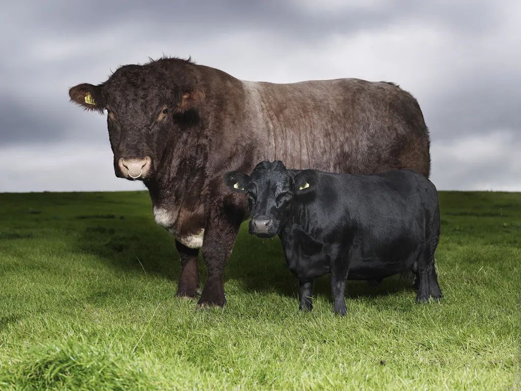 小巷隱藏寶藏，探訪特色小店，領(lǐng)略最牛最新魅力之旅