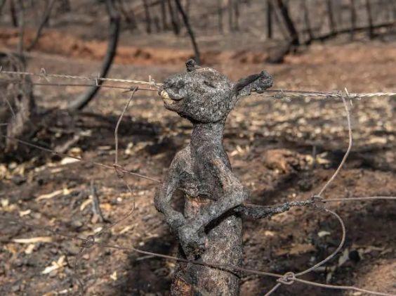 南澳山火最新情況更新，實(shí)時(shí)動(dòng)態(tài)與進(jìn)展