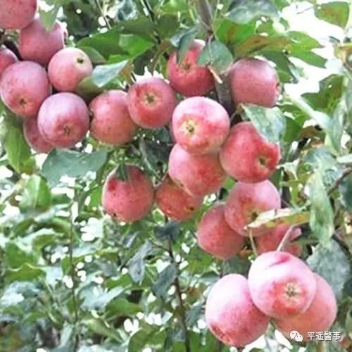 西太后愛(ài)心包最新系列，時(shí)尚與慈善的完美結(jié)合，展現(xiàn)獨(dú)特魅力風(fēng)采