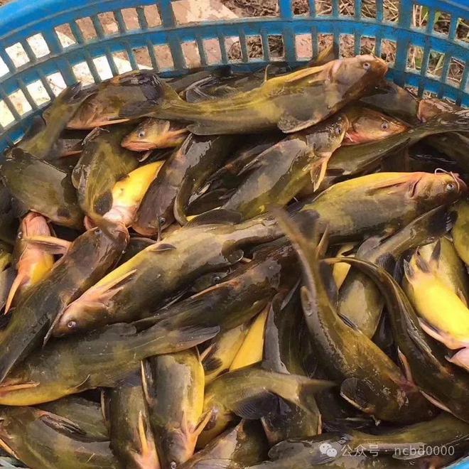 黃顙魚(yú)最新報(bào)價(jià)大全，專業(yè)指南與實(shí)時(shí)更新